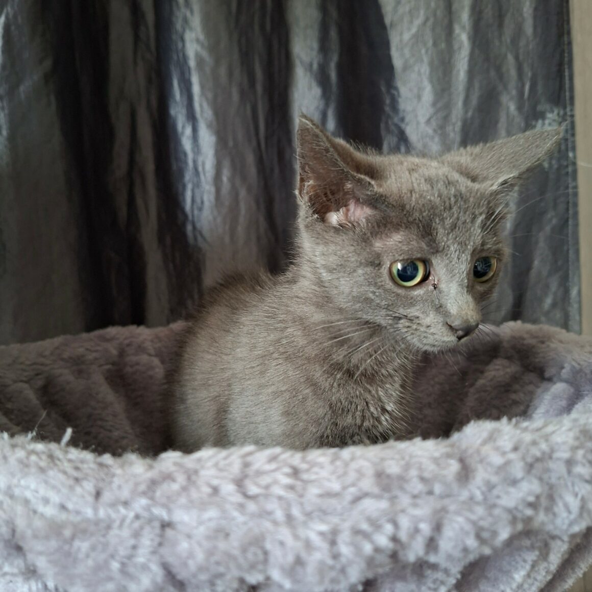 BRULETTE – Chaton Réservée
