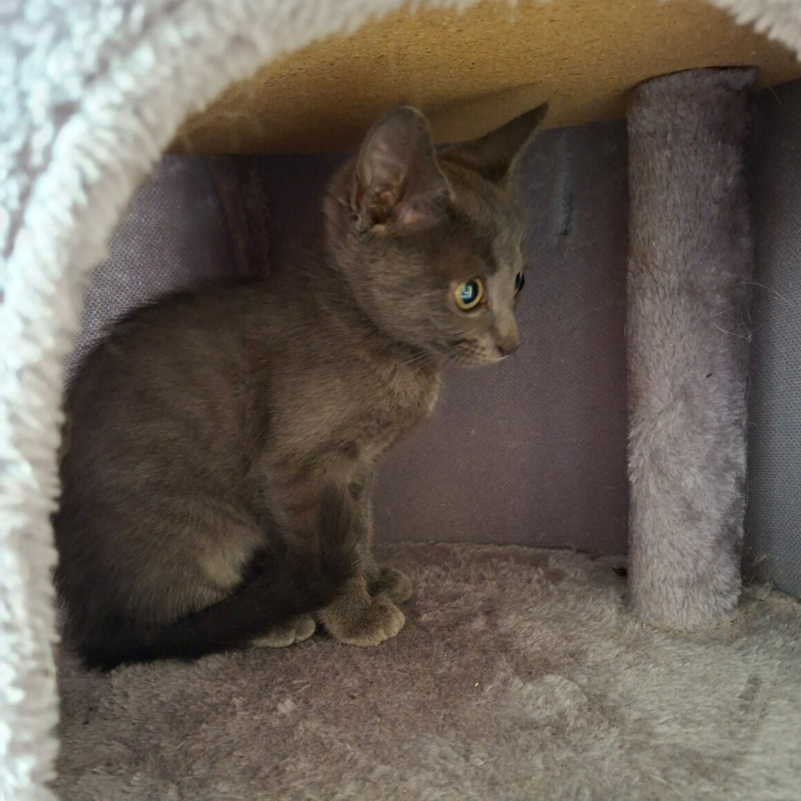 BRULETTE – Chaton Réservée