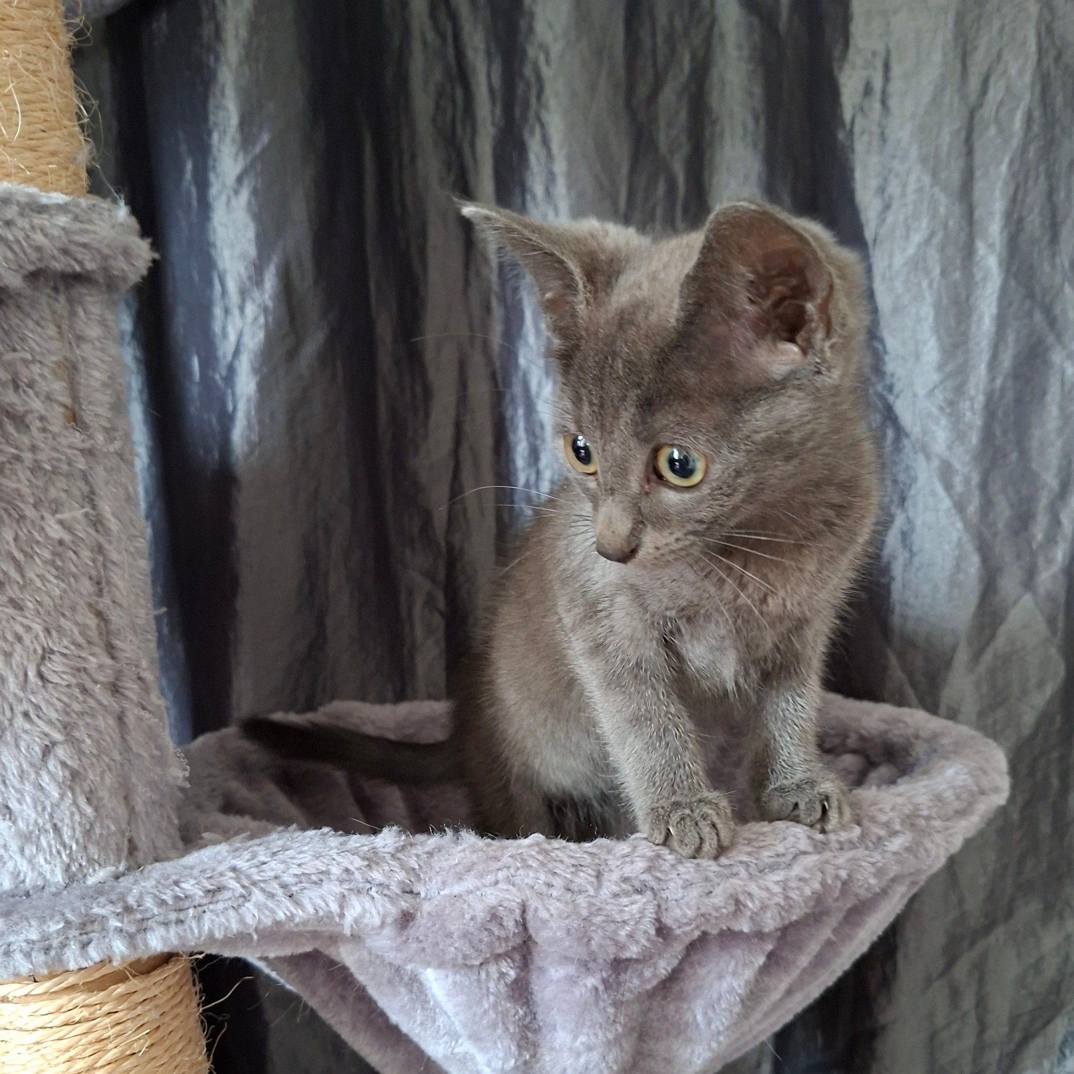BRULETTE – Chaton Réservée