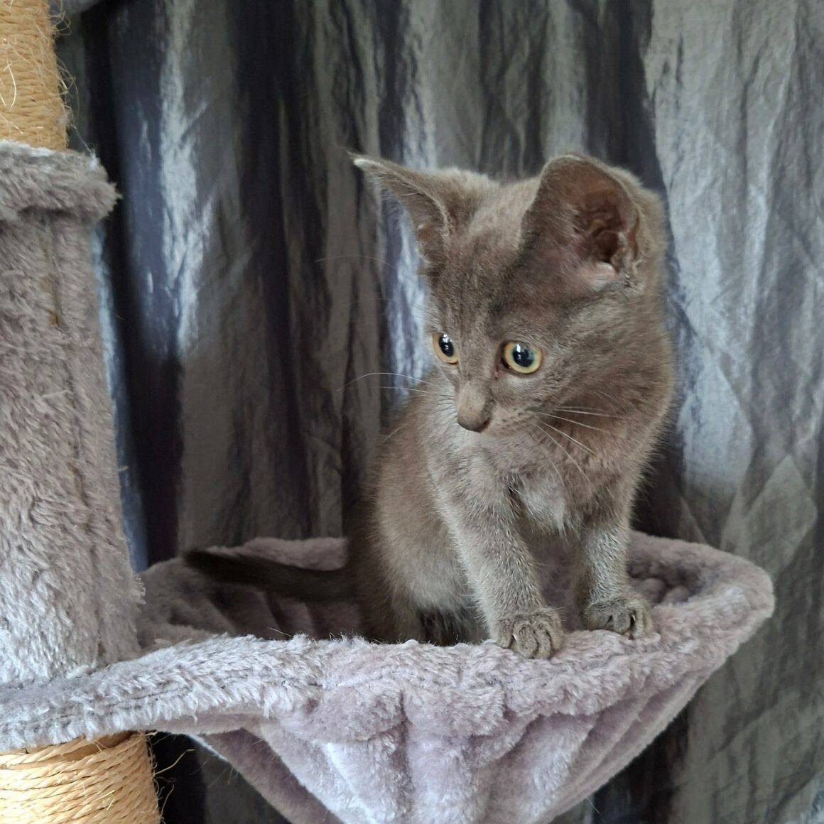 BRULETTE – Chaton Réservée