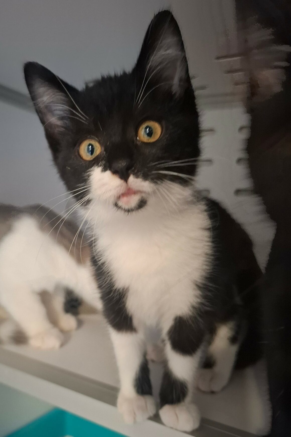 BRUNILDE – Chaton