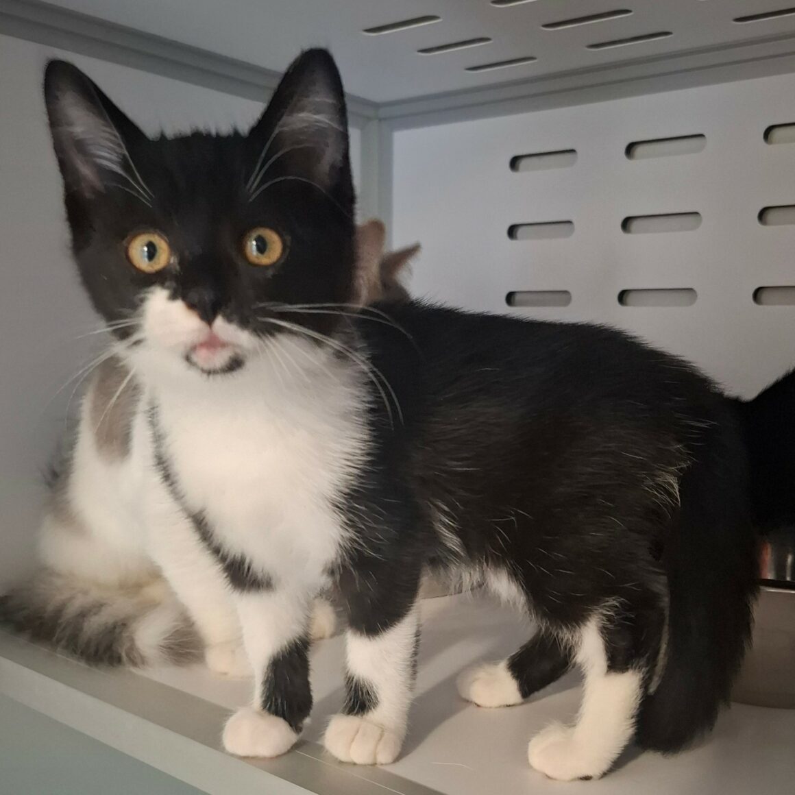 BRUNILDE – Chaton