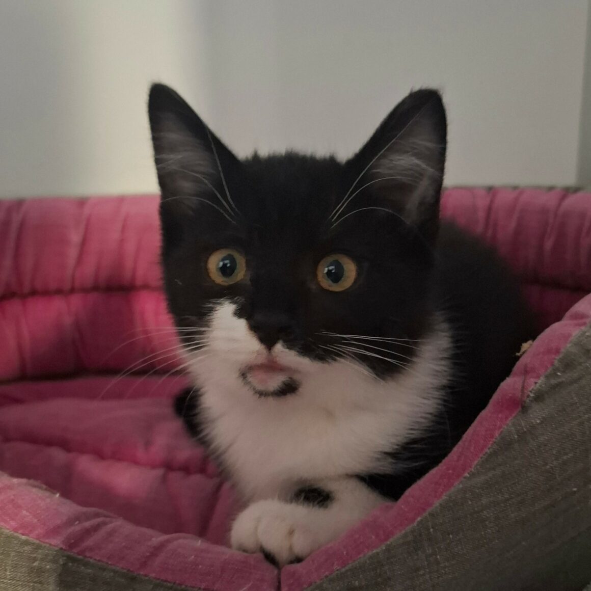 BRUNILDE – Chaton