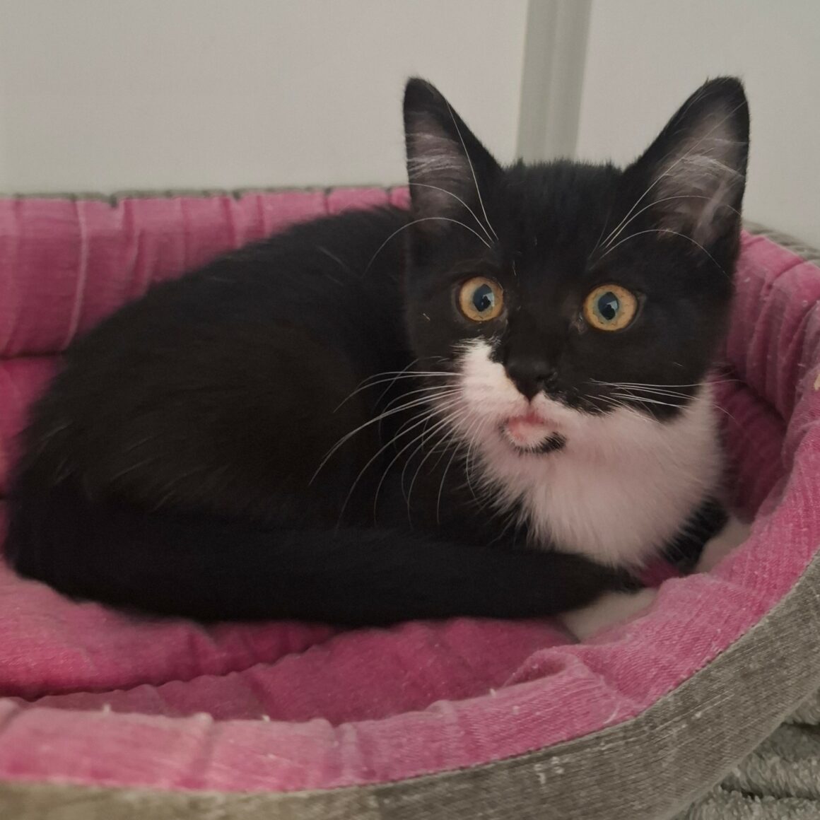 BRUNILDE – Chaton