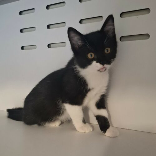 BRUNILDE5 BRUNILDE – Chaton déjà adoptée