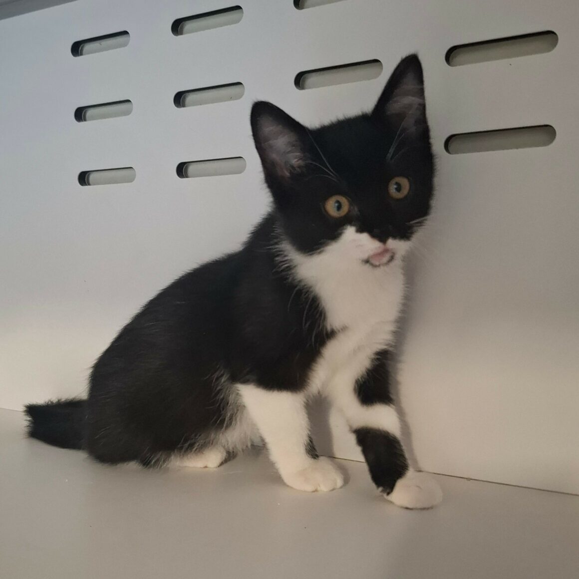 BRUNILDE – Chaton