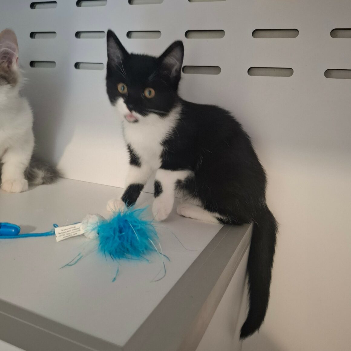 BRUNILDE – Chaton