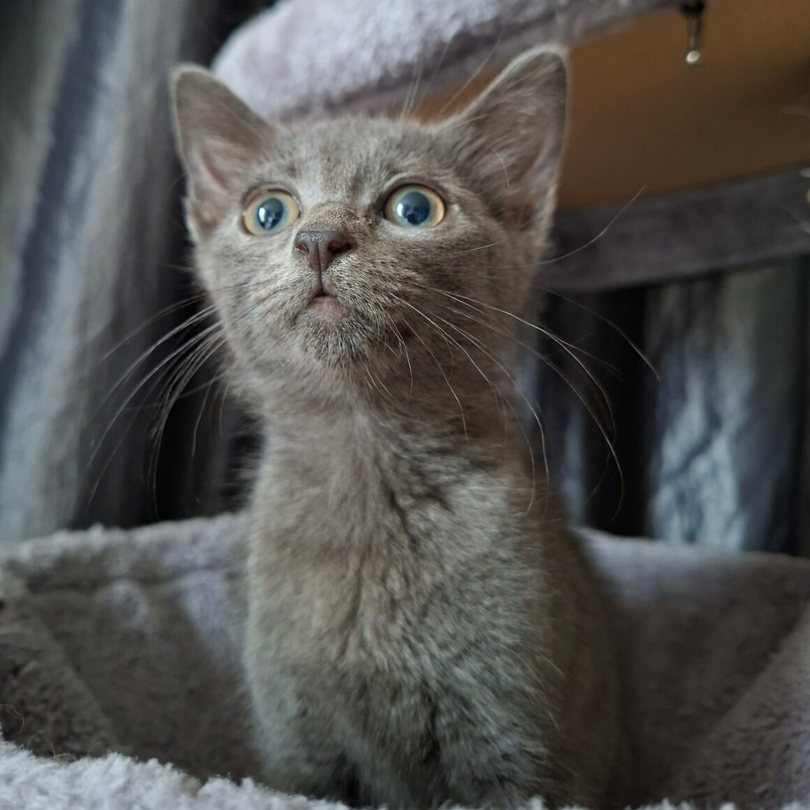 BUSETTE3 BUSETTE – Chaton déjà adoptée