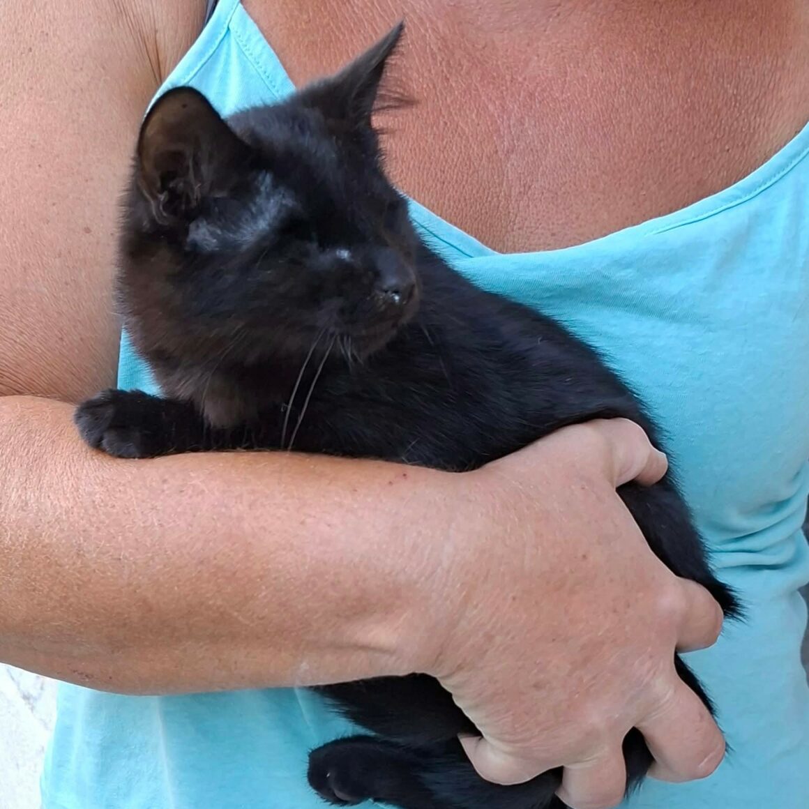 GILBERT1 GILBERT – chaton déjà réservé