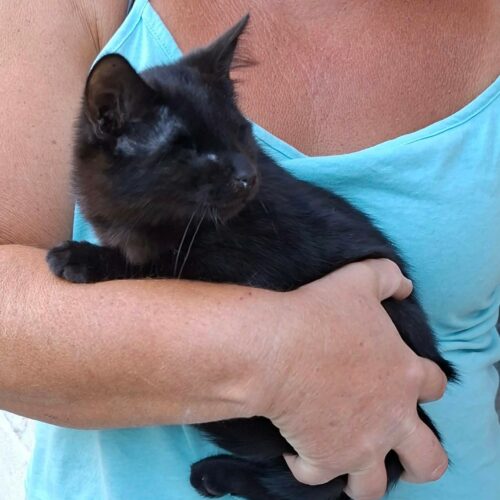 GILBERT – chaton