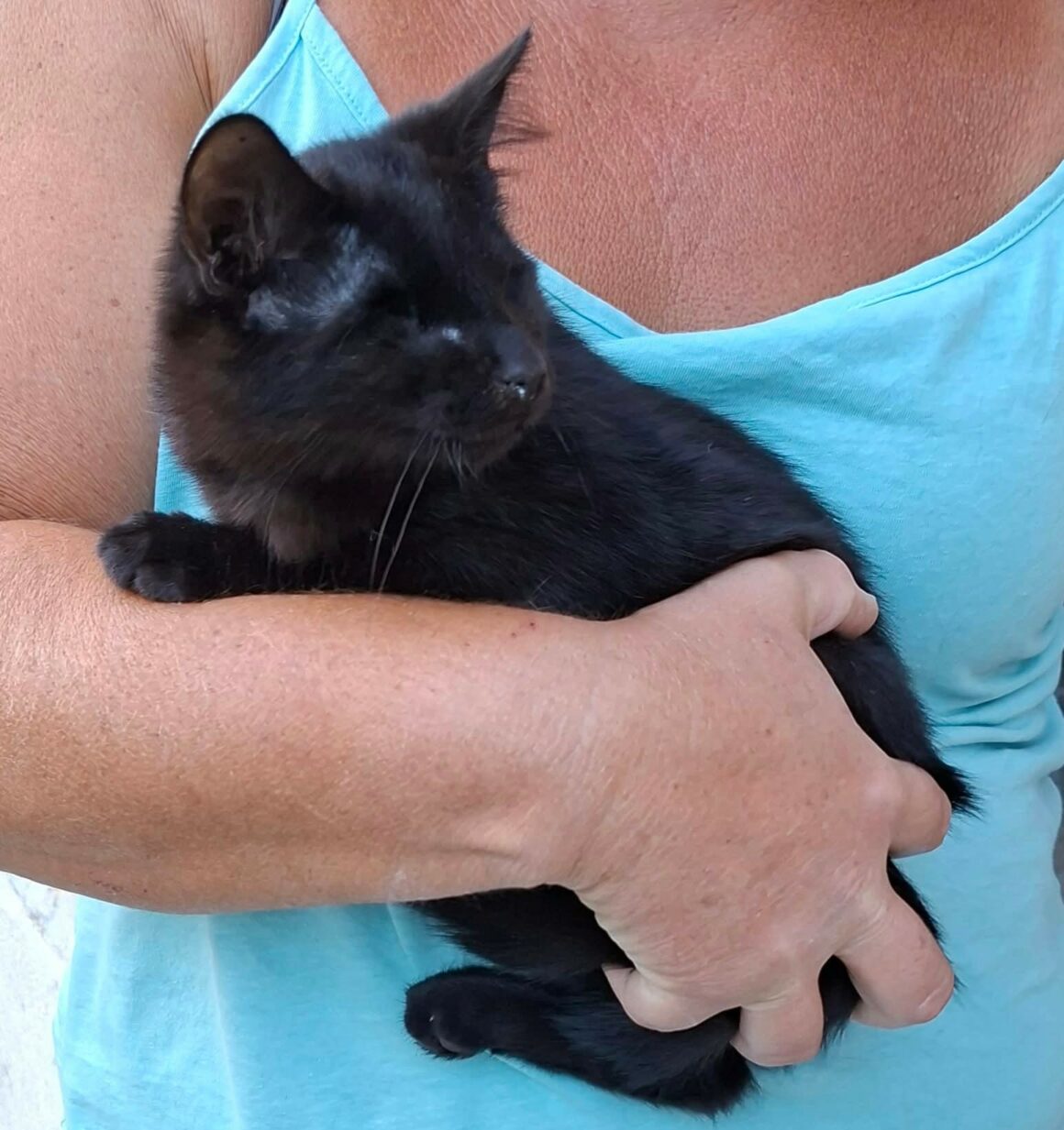 GILBERT – chaton