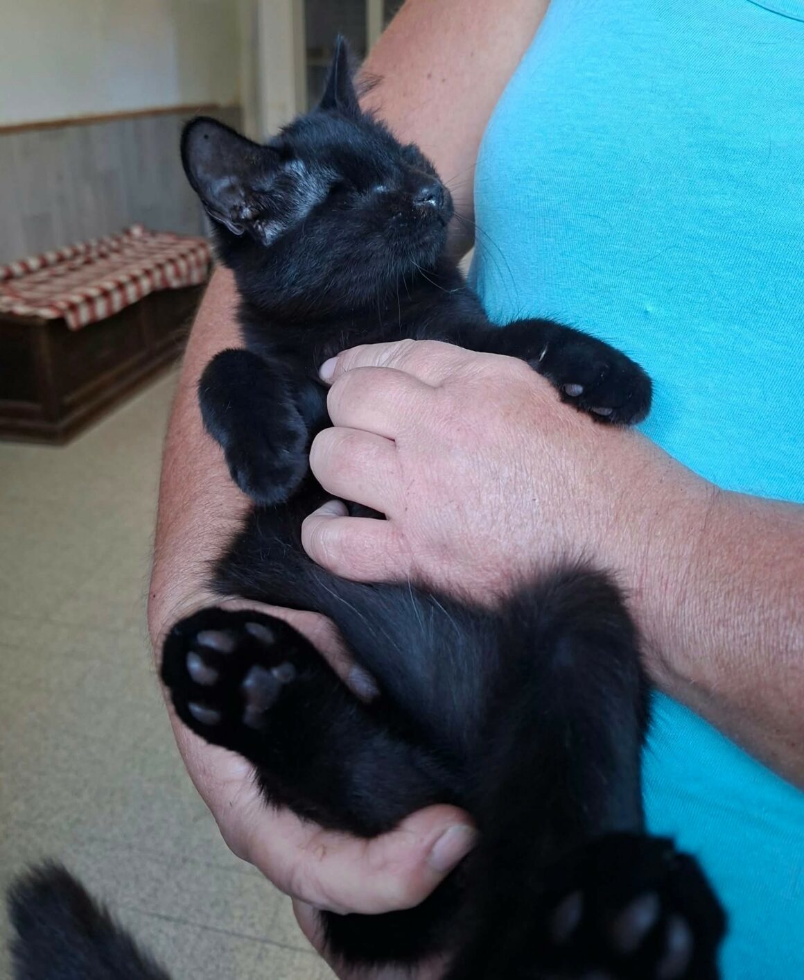 GILBERT – chaton