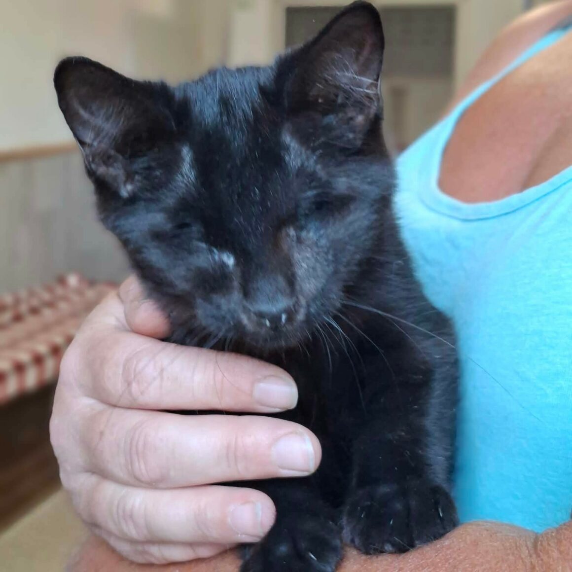 GILBERT – chaton