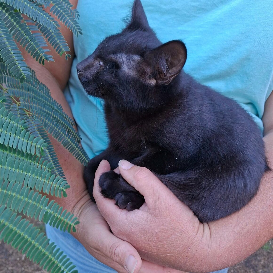 GILBERT – chaton