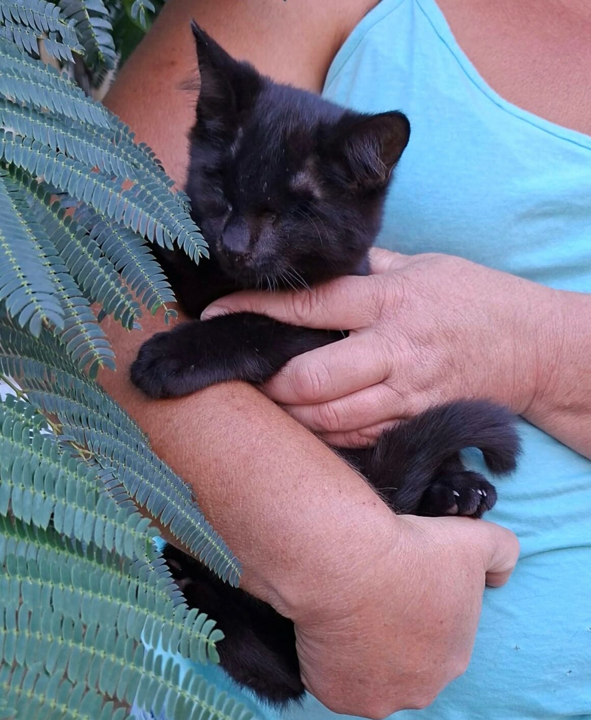 GILBERT – chaton