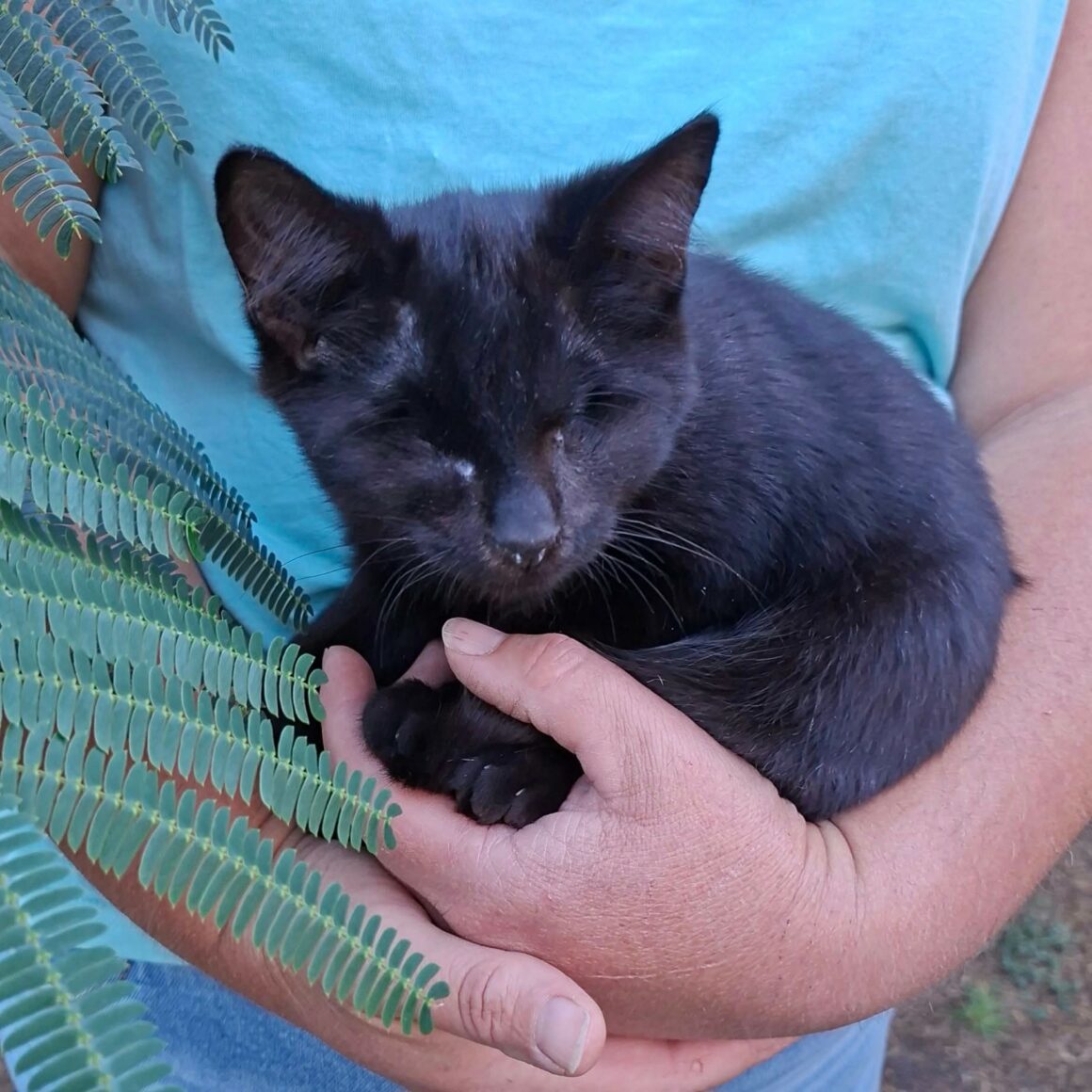 GILBERT – chaton