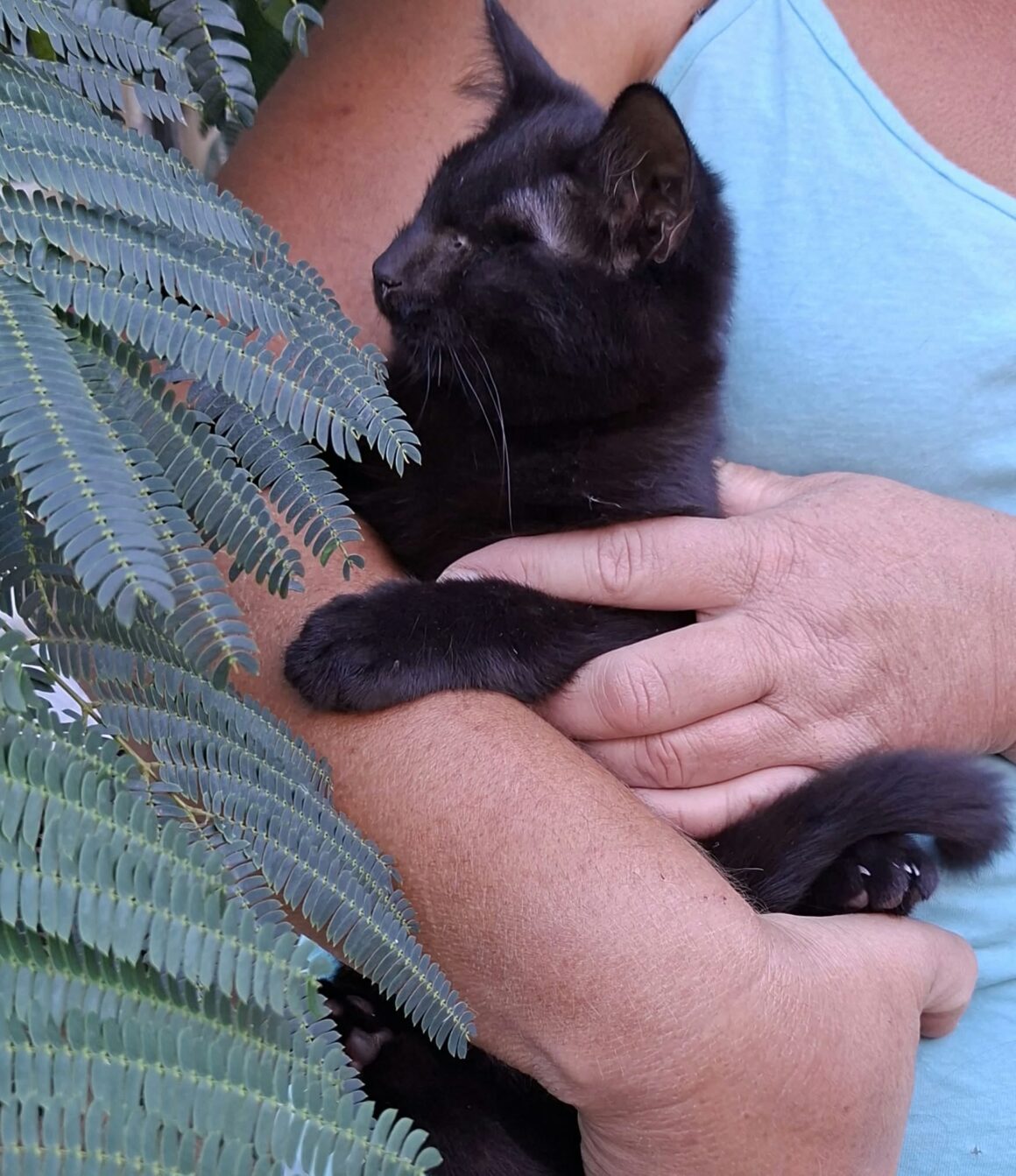 GILBERT – chaton