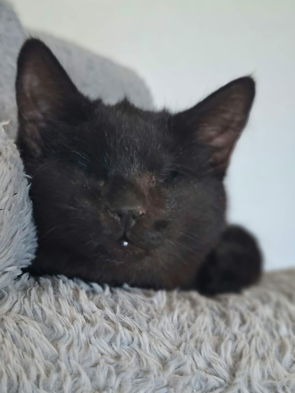 GILBERT – chaton